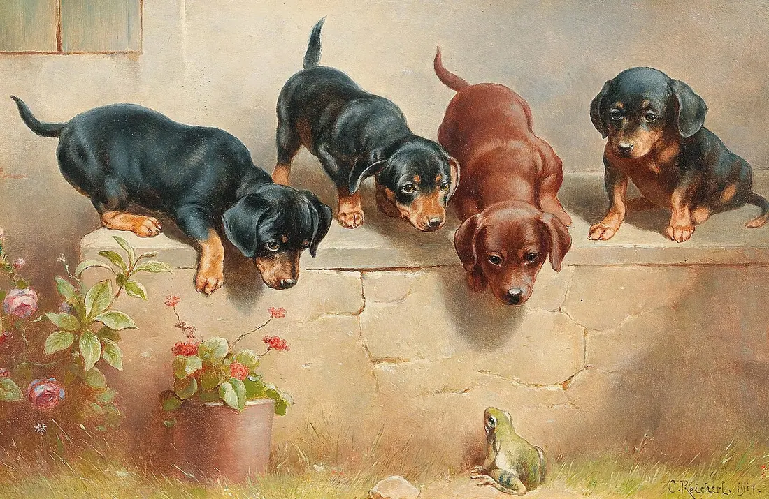 Dachshund