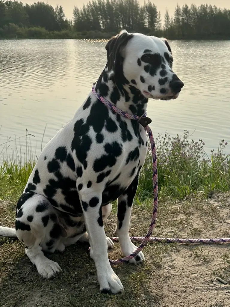 Suttella Polka Dot Dress proudly owned by Sun Dog Dalmatians