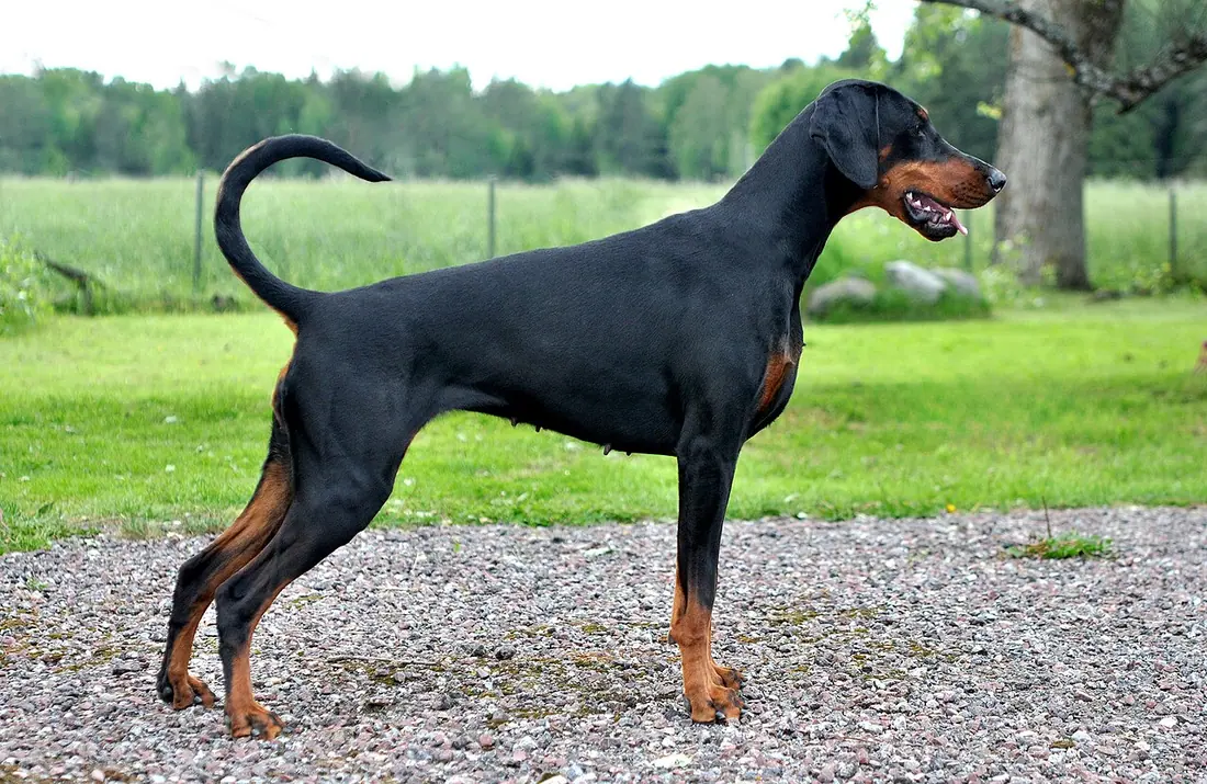 Jean Dark Snö of Sweden, dobermann