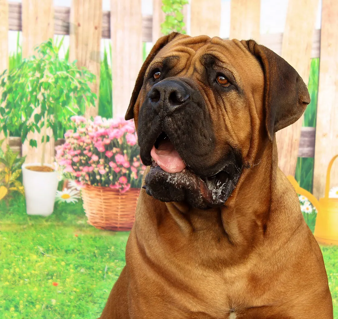 A Dogue de Bordeaux