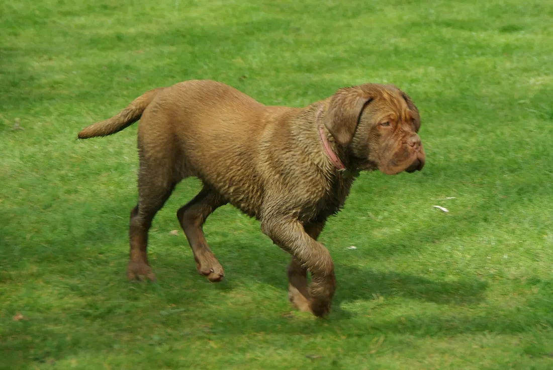 A Dogue de Bordeaux