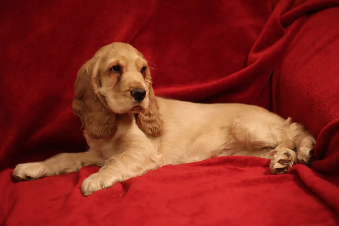 A English Cocker Spaniel