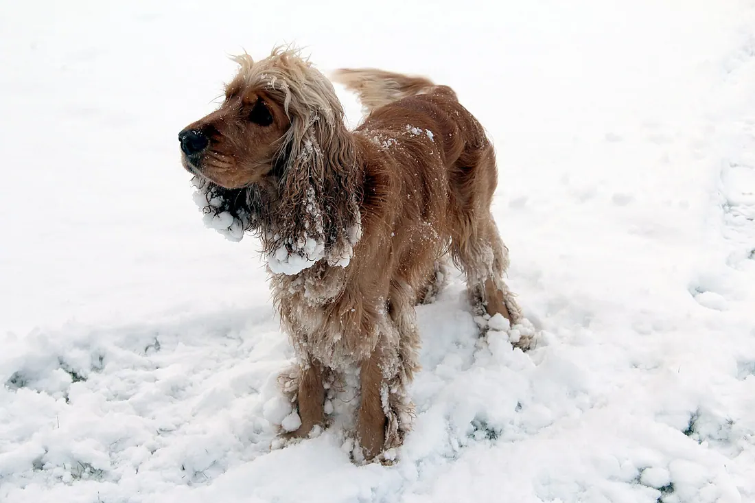 A English Cocker Spaniel