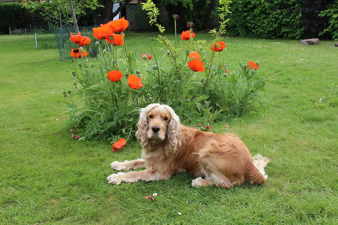 A English Cocker Spaniel