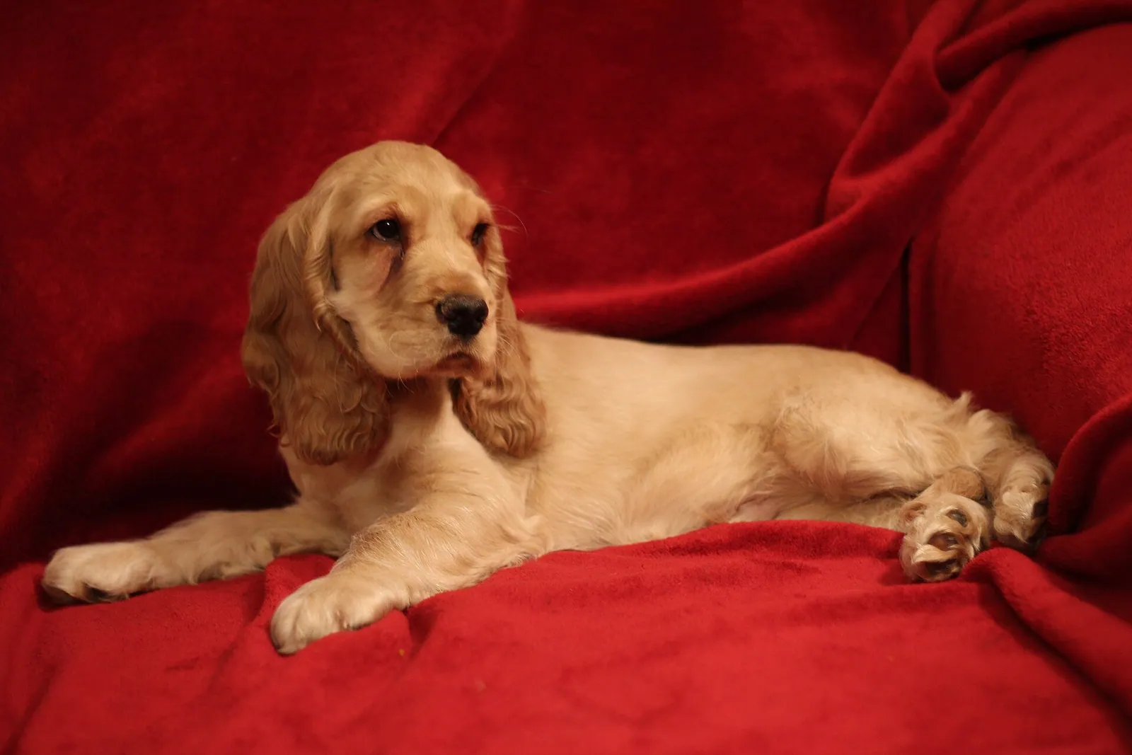 A English Cocker Spaniel