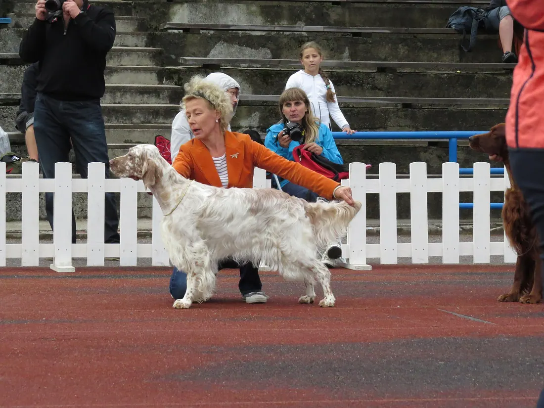 A English Setter