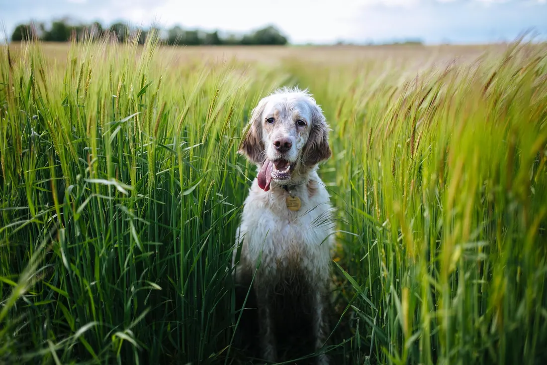 A English Setter