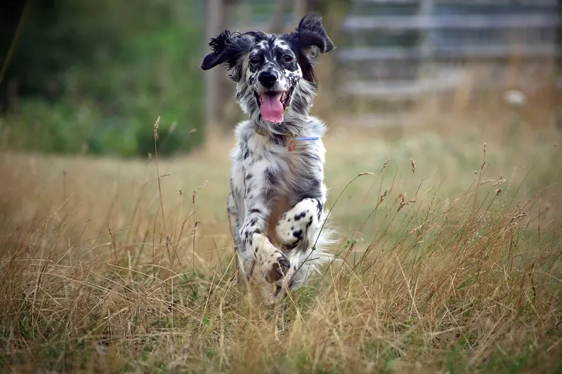 A English Setter