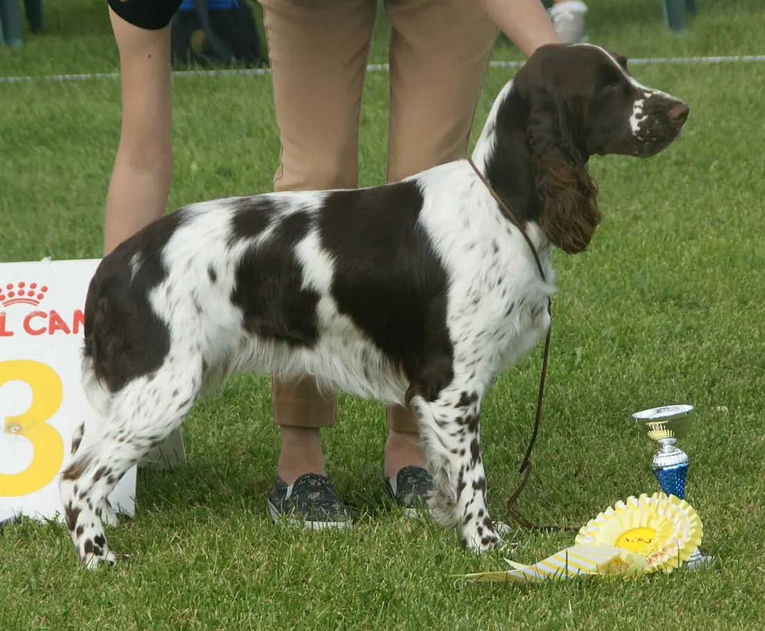 English Springer Spaniel, liver & white, female.