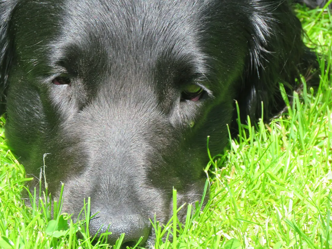 A Flat-Coated Retriever