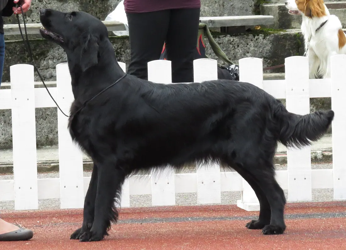 A Flat-Coated Retriever