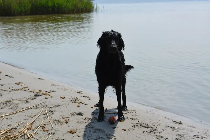 A Flat-Coated Retriever