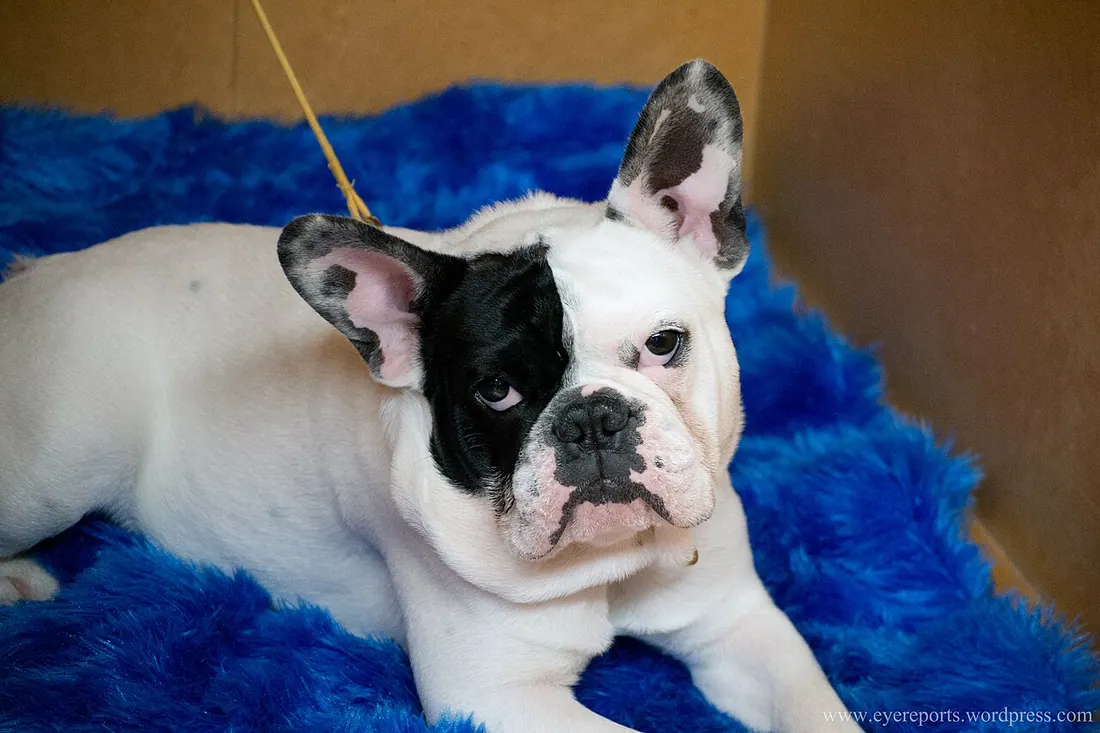 A French Bulldog
