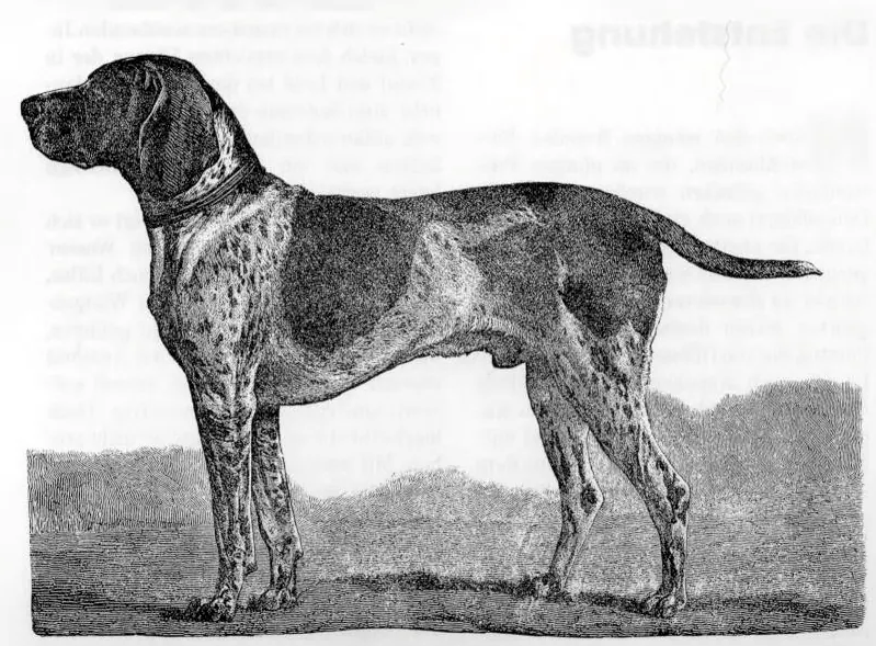 Hector IV, Kurzhaariger Deutscher Vorstehhund (i.e., Short-haired German Pointer); from René Corneli, Die Deutscher Vors