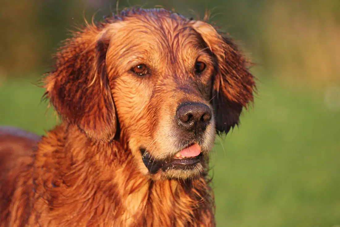 Golden Retriever, Power of Gold, Sticker