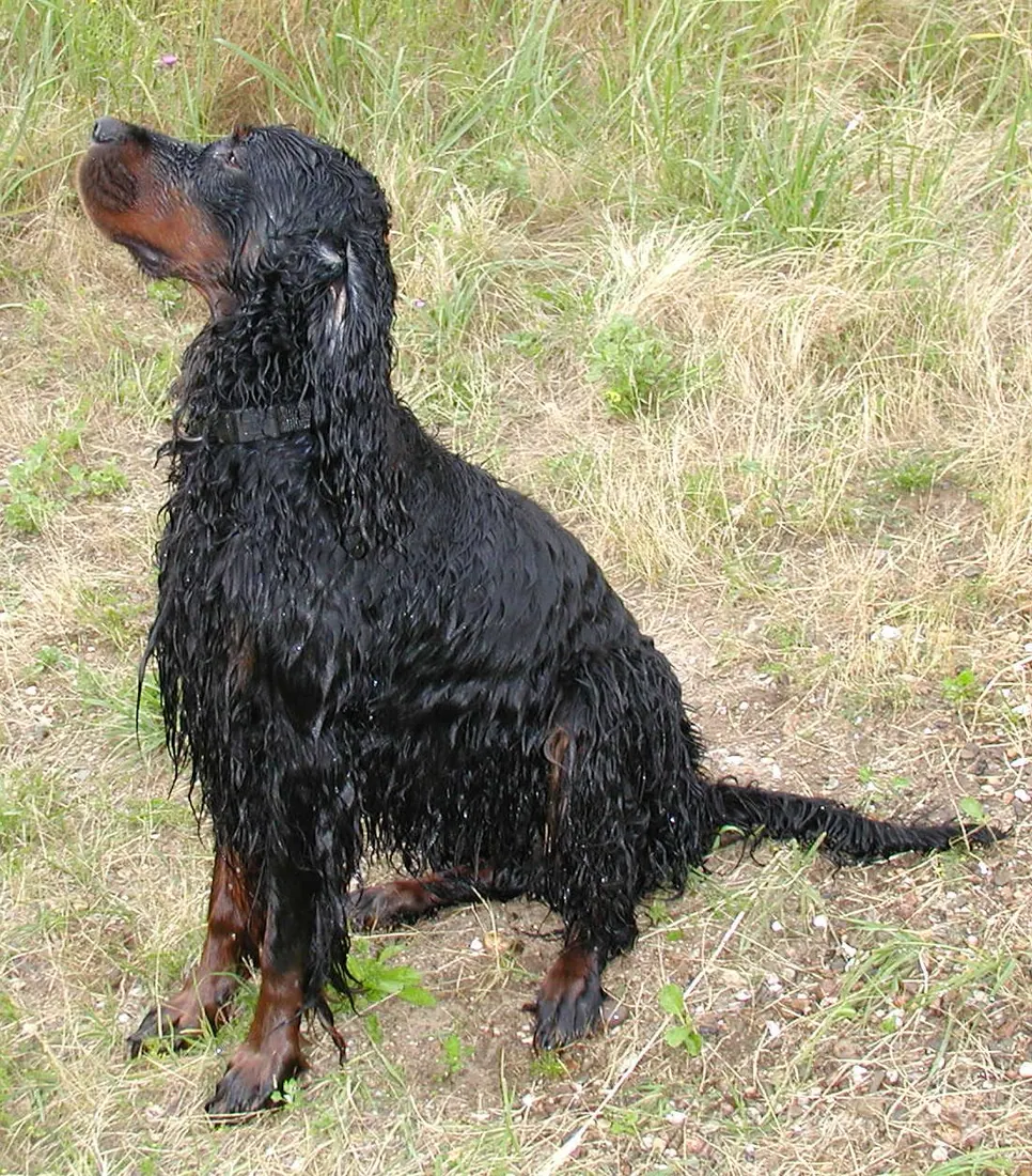 A Gordon Setter