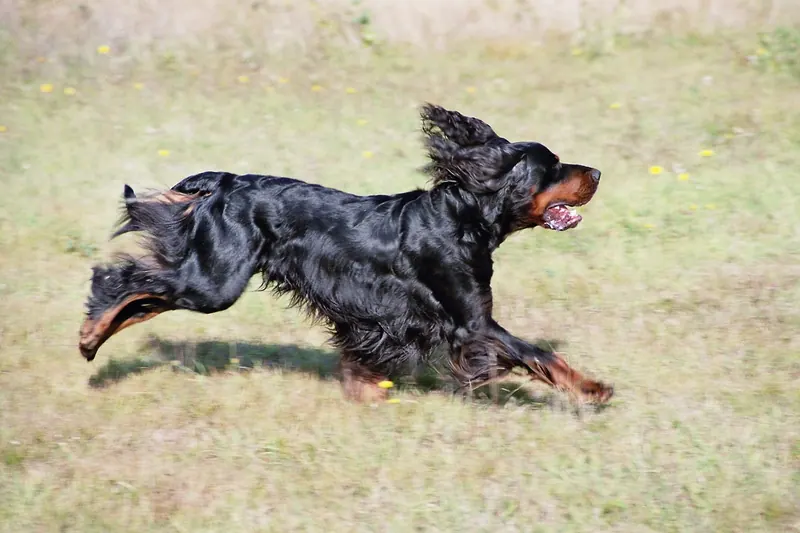 A Gordon Setter