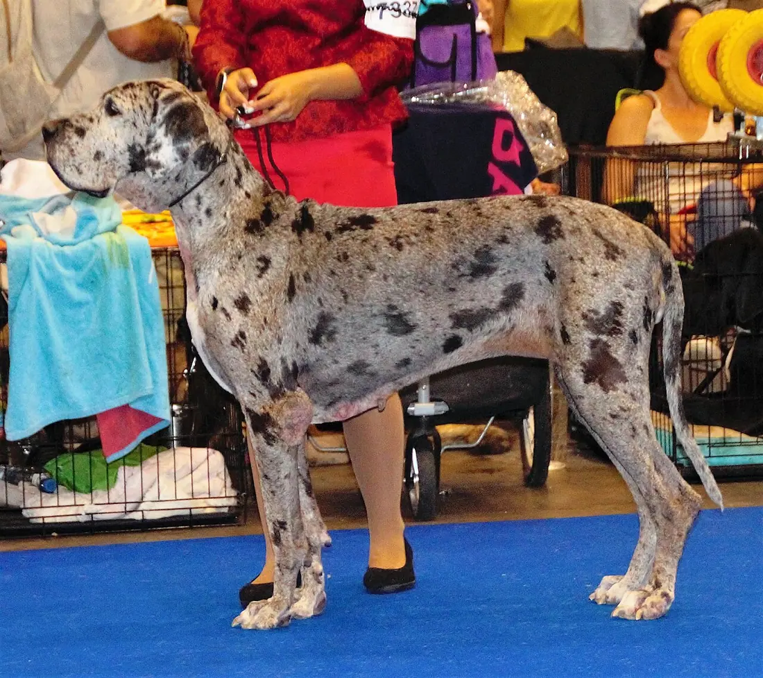 Great Dane.
