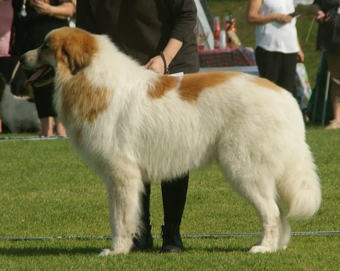 Great Pyrenees, white-blaireau (white and red)