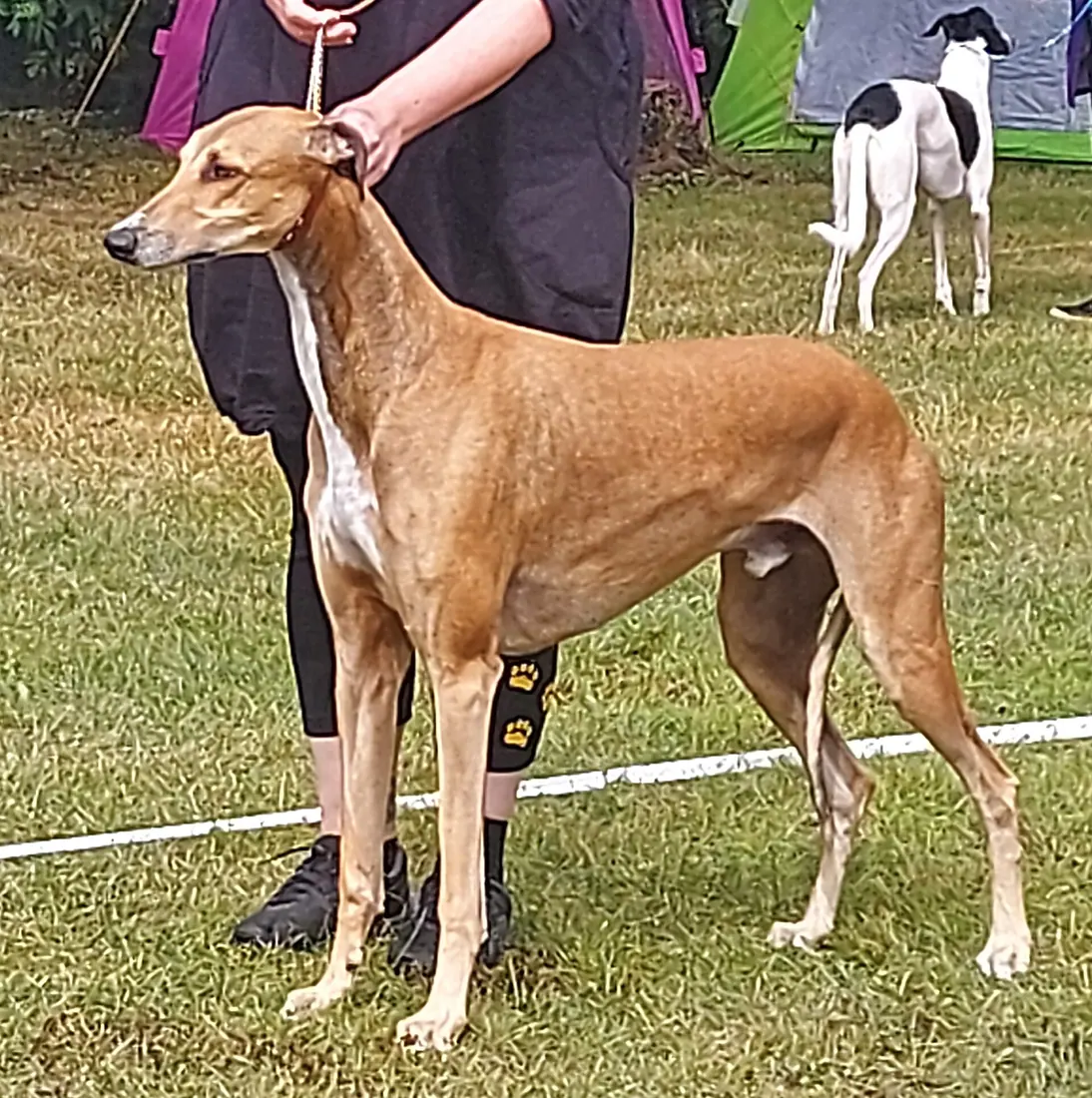 A Greyhound standing in profile, showing the deep chest and narrow waist of a sighthound