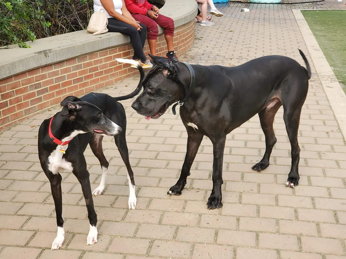 A Greyhound