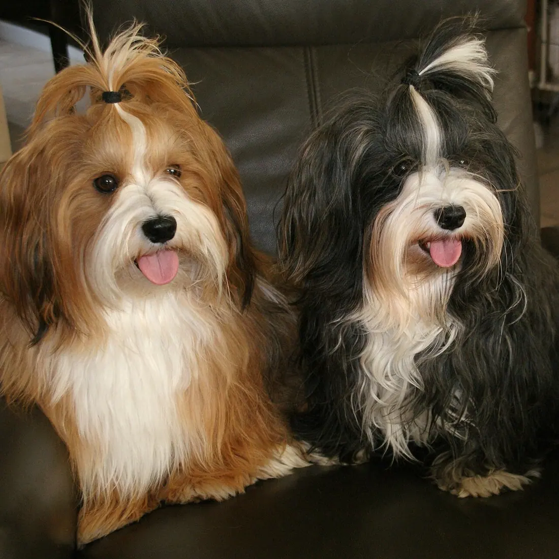 links : Reu / Rechts Teefje