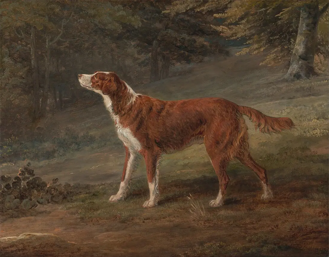 Irish Setter