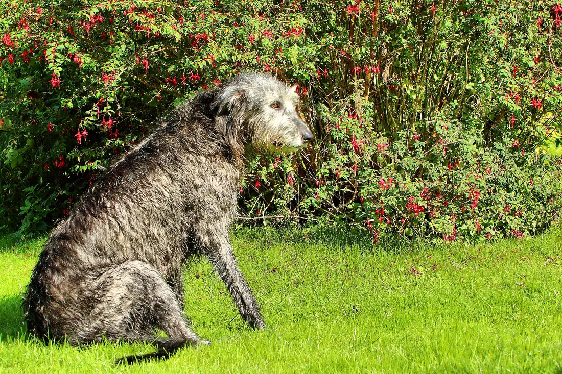 An Irish Wolfhound