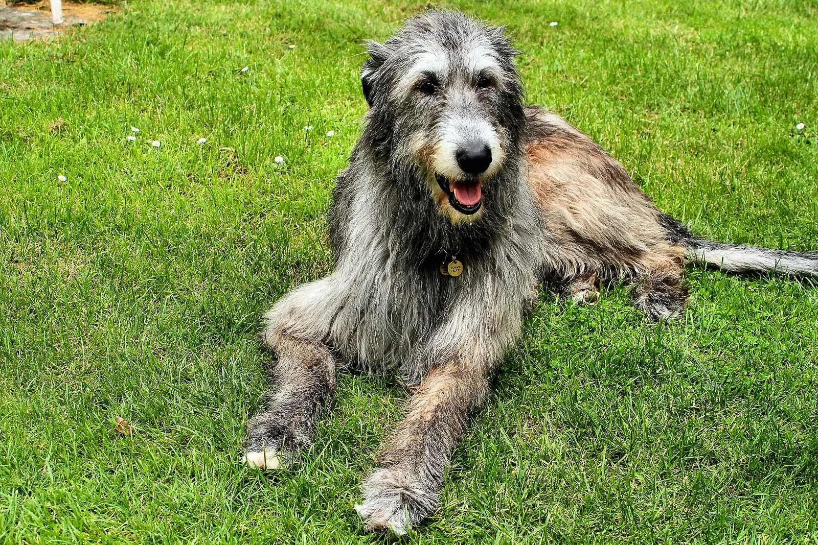 An Irish Wolfhound lying on grass, showing the rough coat and long limbs of the tallest AKC breed