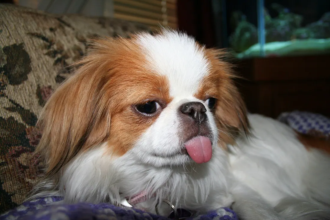 A Japanese Chin