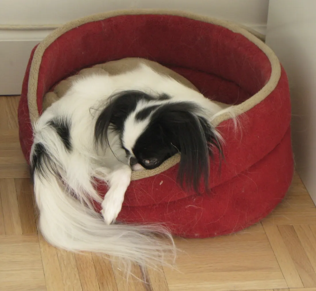 A Japanese Chin