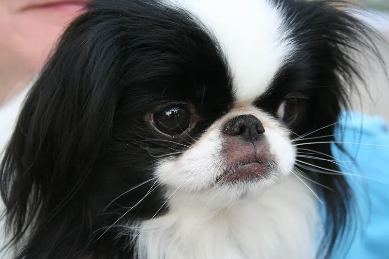 A Japanese Chin