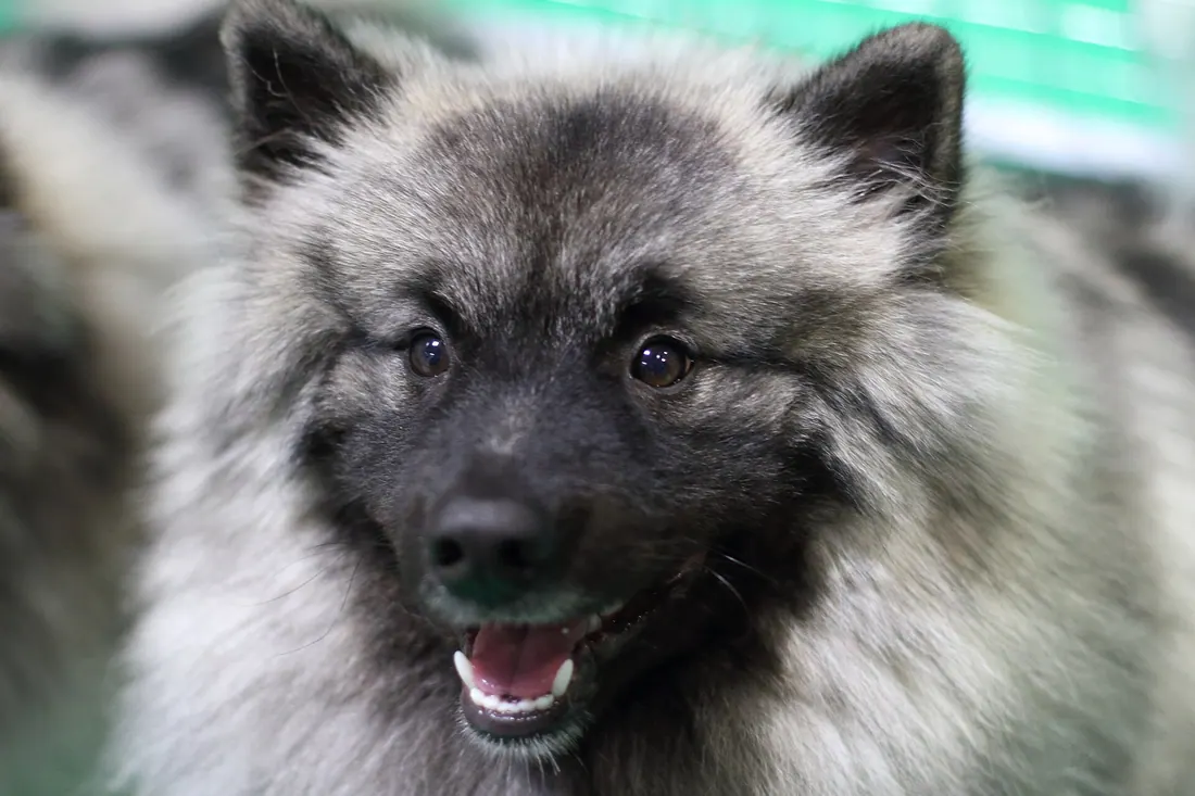 A Keeshond