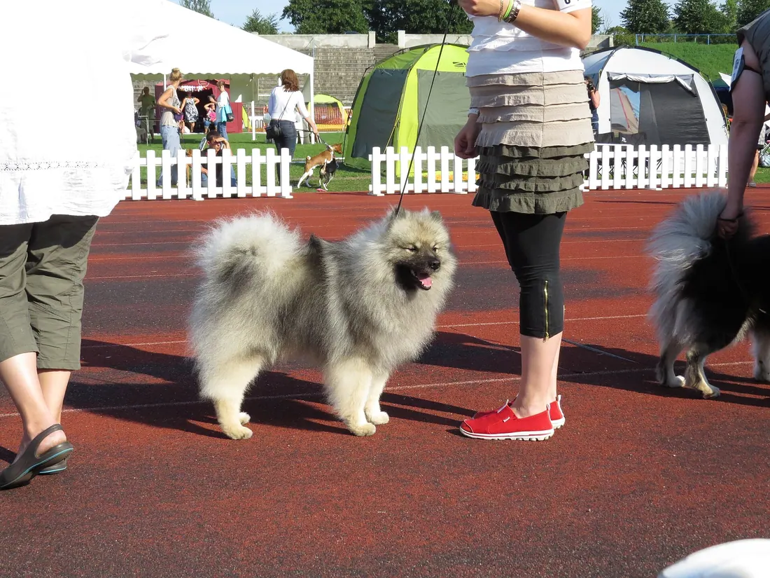 A Keeshond