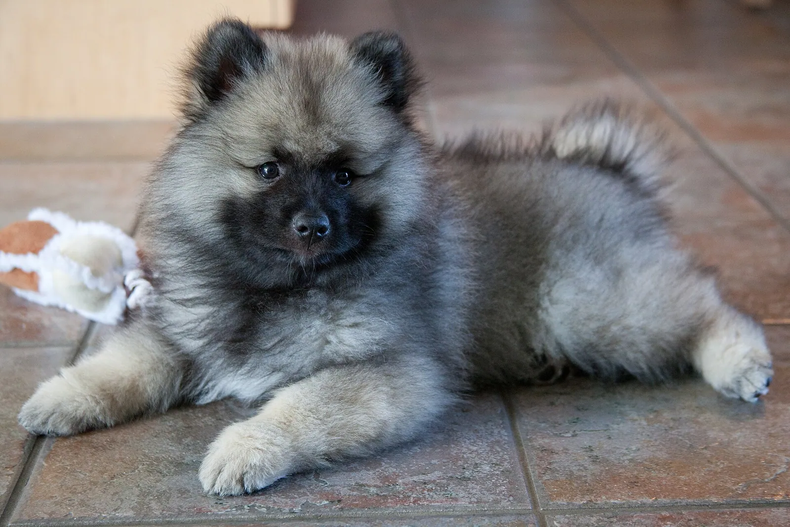 A Keeshond
