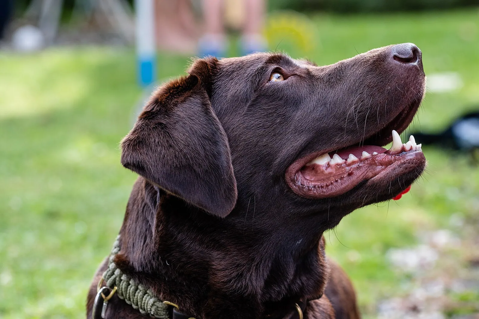 Labrador Retriever