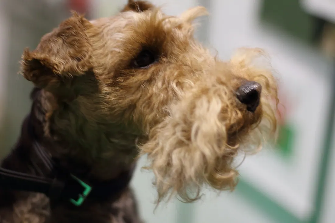 A Lakeland Terrier