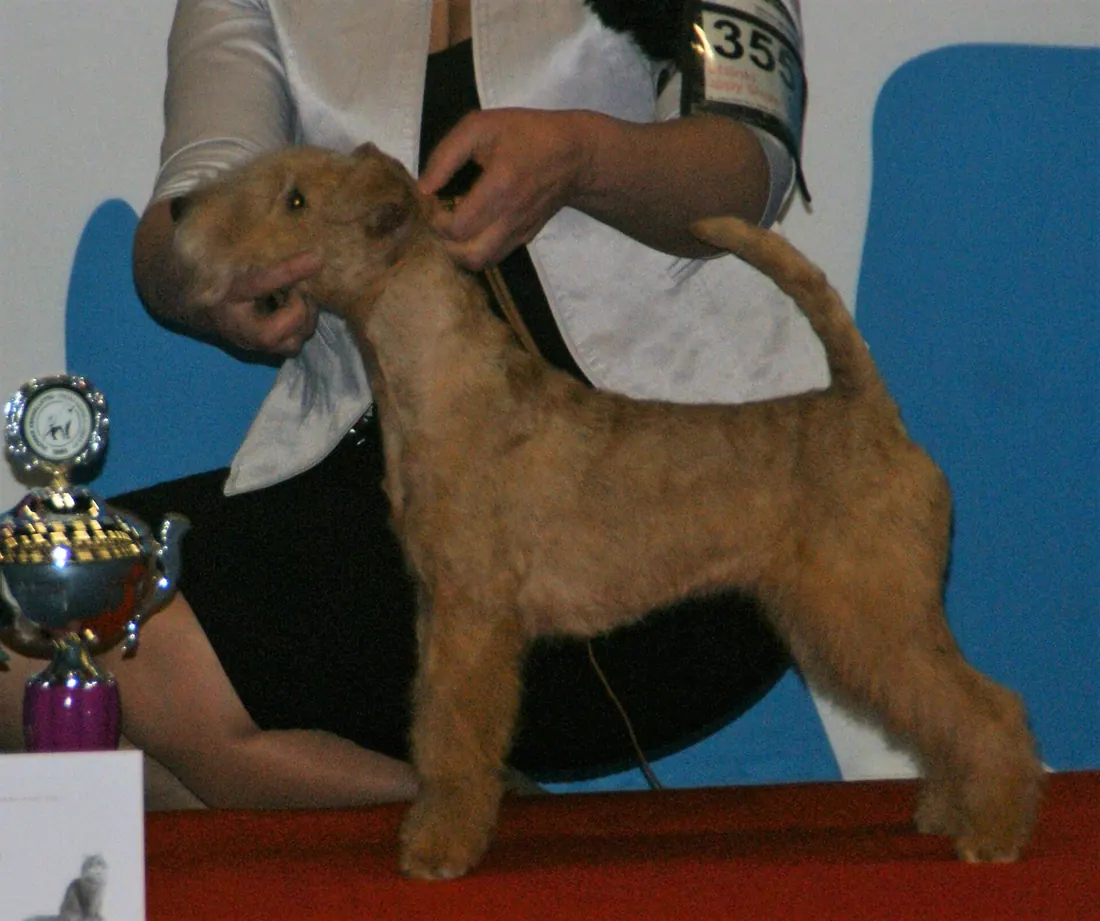 A Lakeland Terrier
