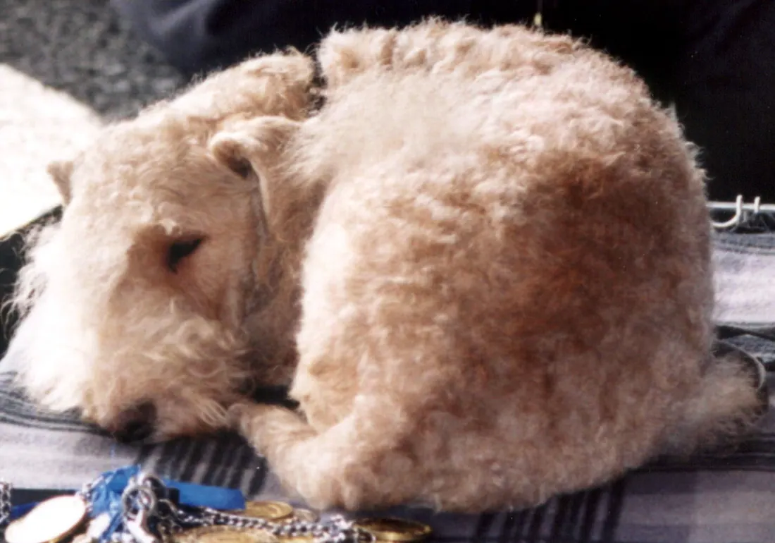 A Lakeland Terrier