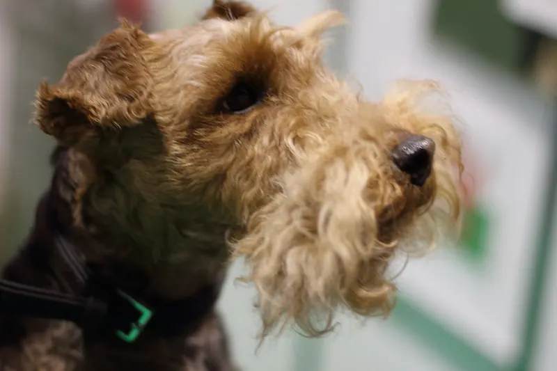 A Lakeland Terrier