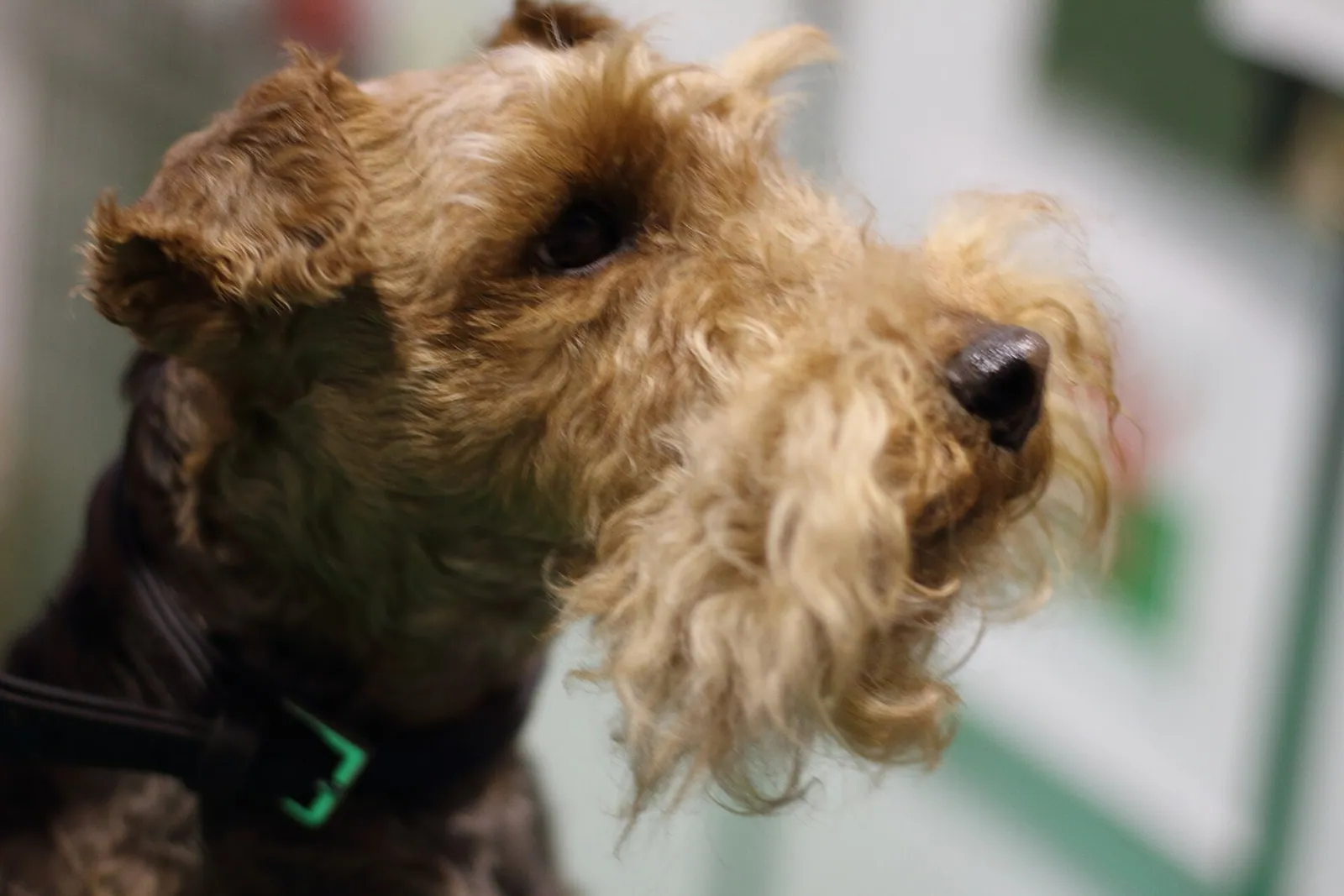 A Lakeland Terrier