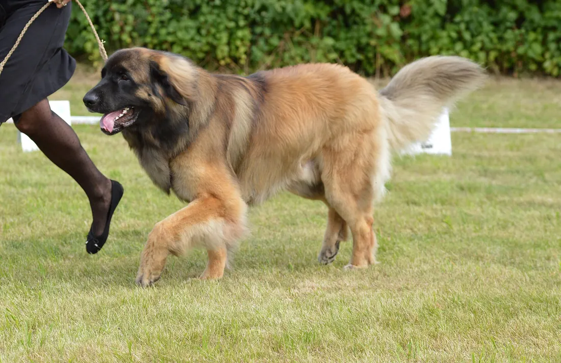 A Leonberger