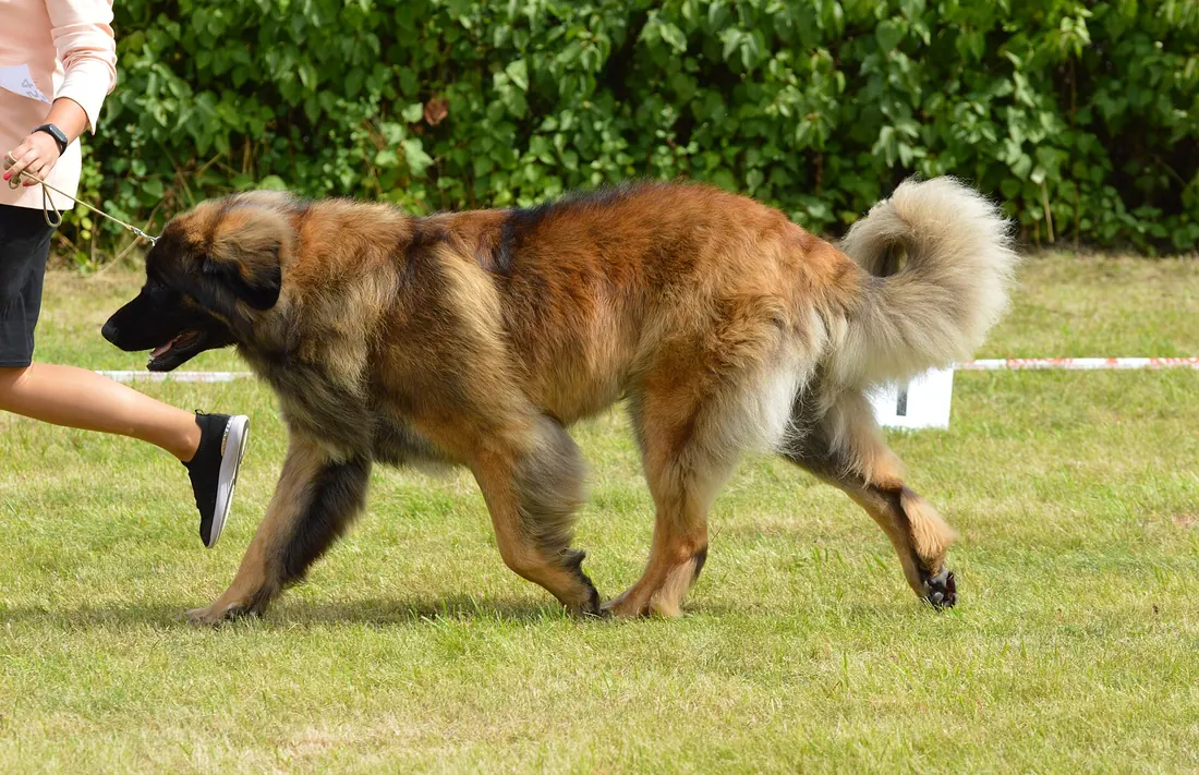 A Leonberger