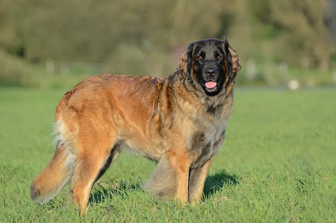 A Leonberger
