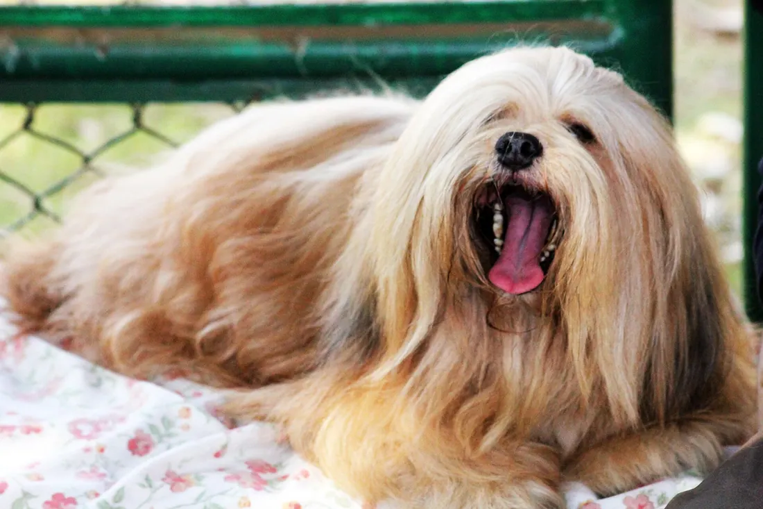Lhasa_apso