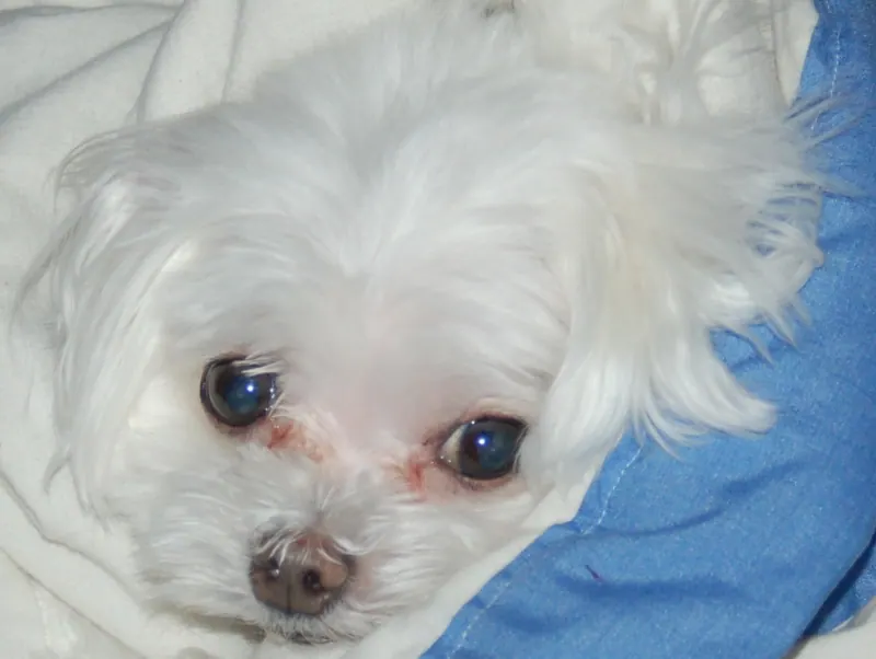 Maltese Dog showing tear staining.