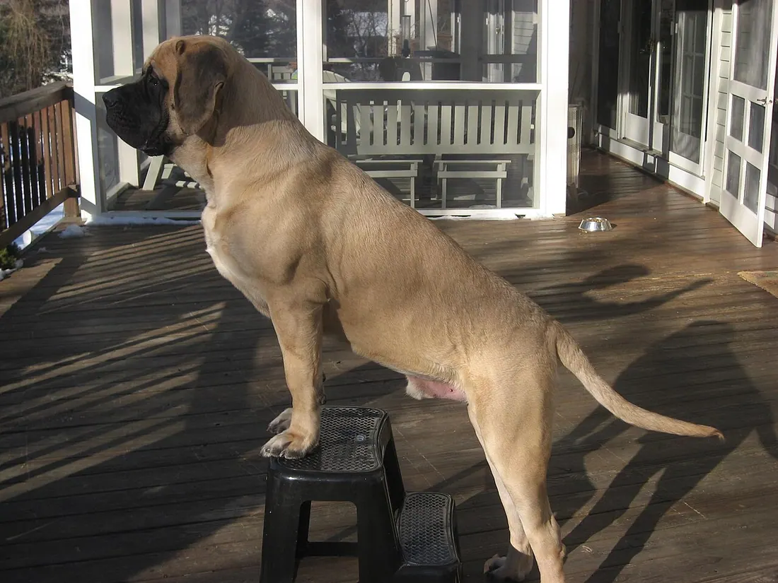 An English Mastiff, the breed this page covers
