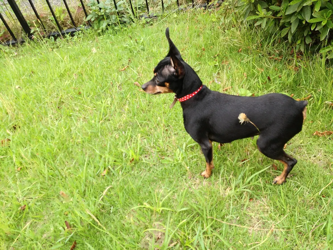 A Miniature Pinscher