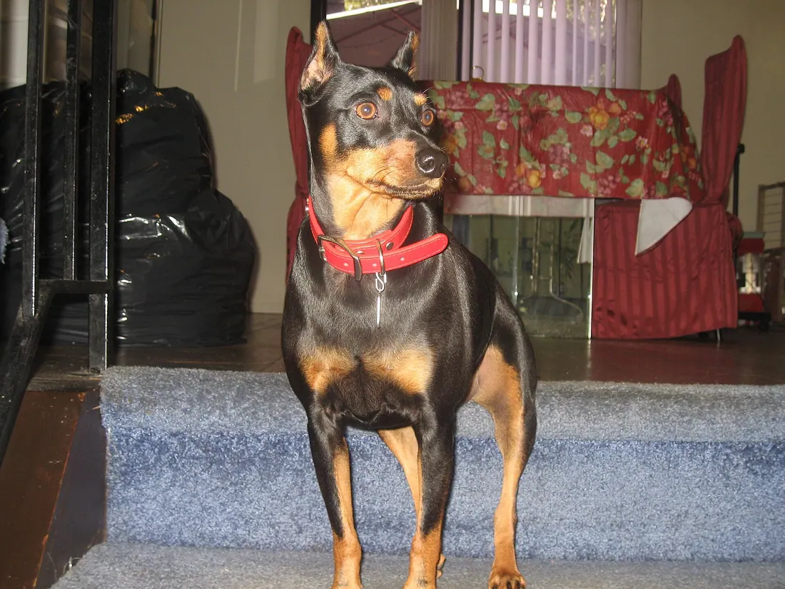 A Miniature Pinscher