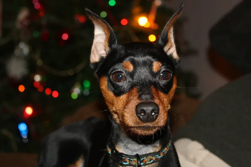 A Miniature Pinscher